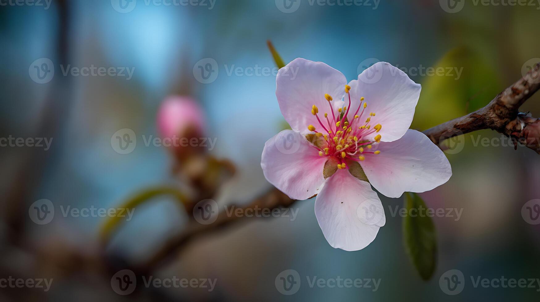 Close-Up Texture of Tree Flower with Gentle Blur Behind photo