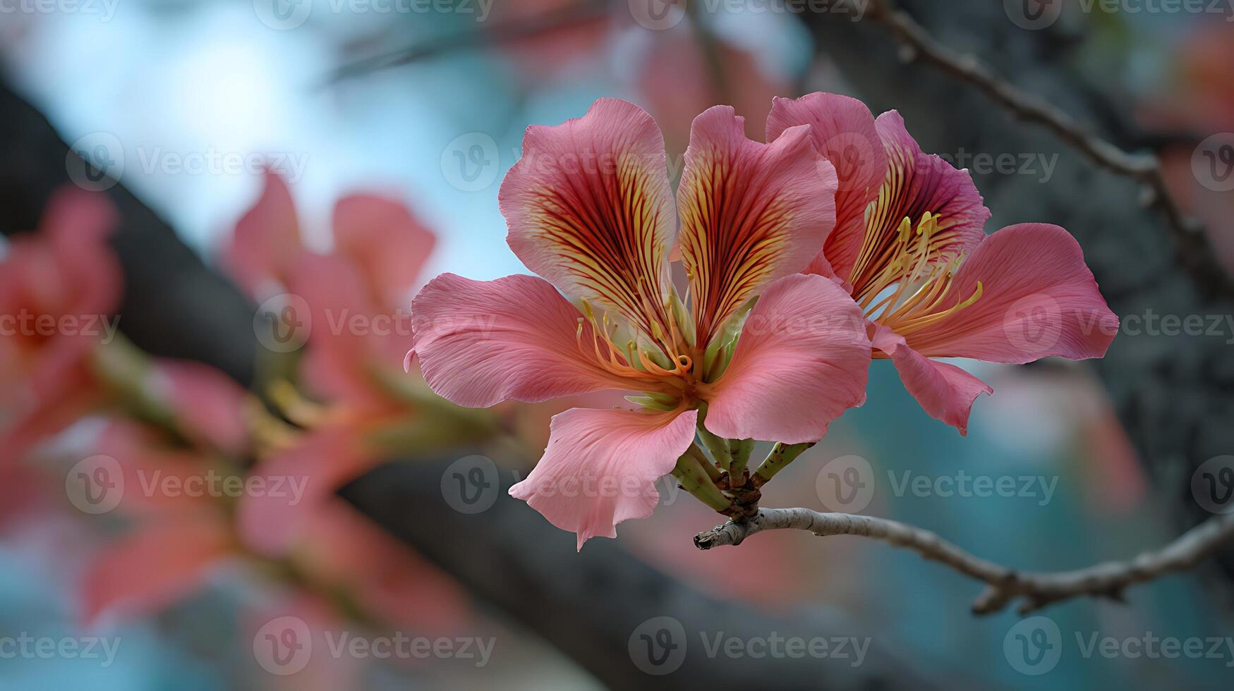 Tree Branch Bloom with Deep Texture and Blurred Backdrop photo