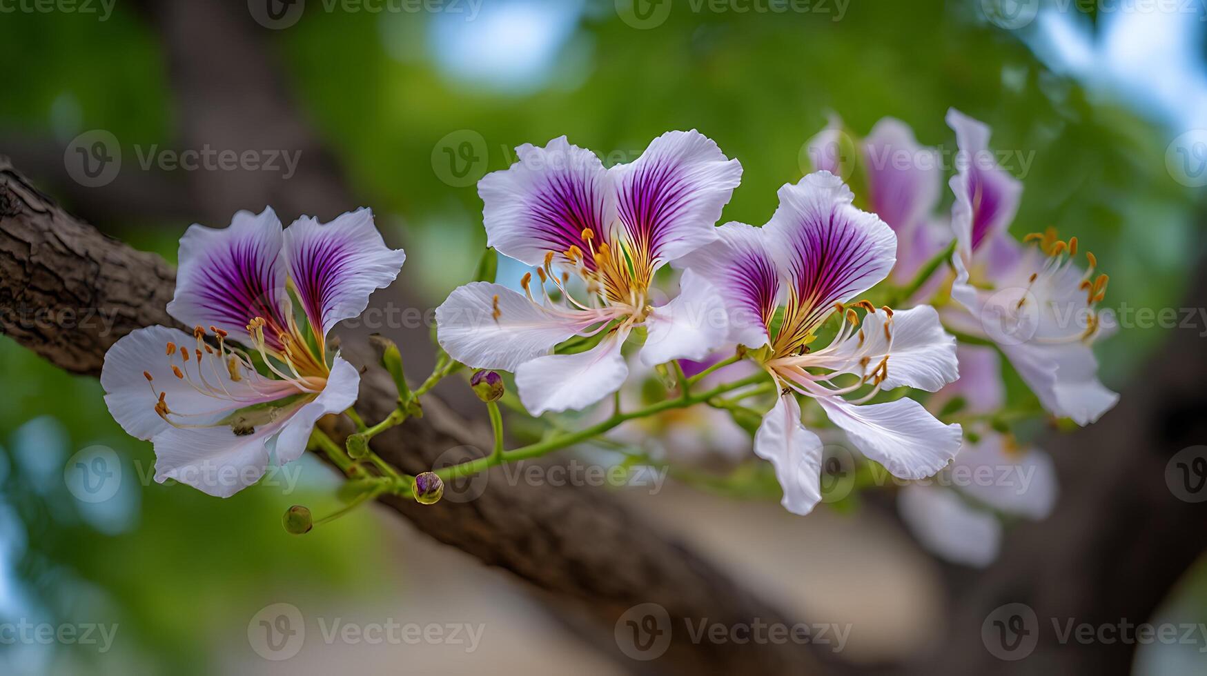 Realistic Macro of Tree Blossom with Smooth Out-of-Focus Backdrop photo