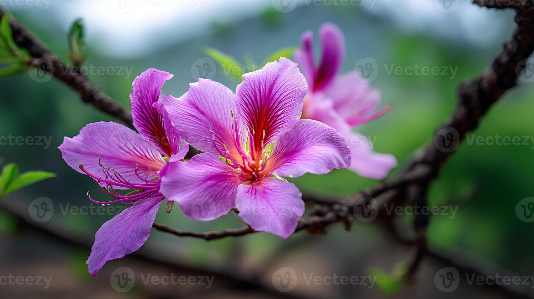 Realistic Macro of Petal Texture on Blossoming Tree Branch photo
