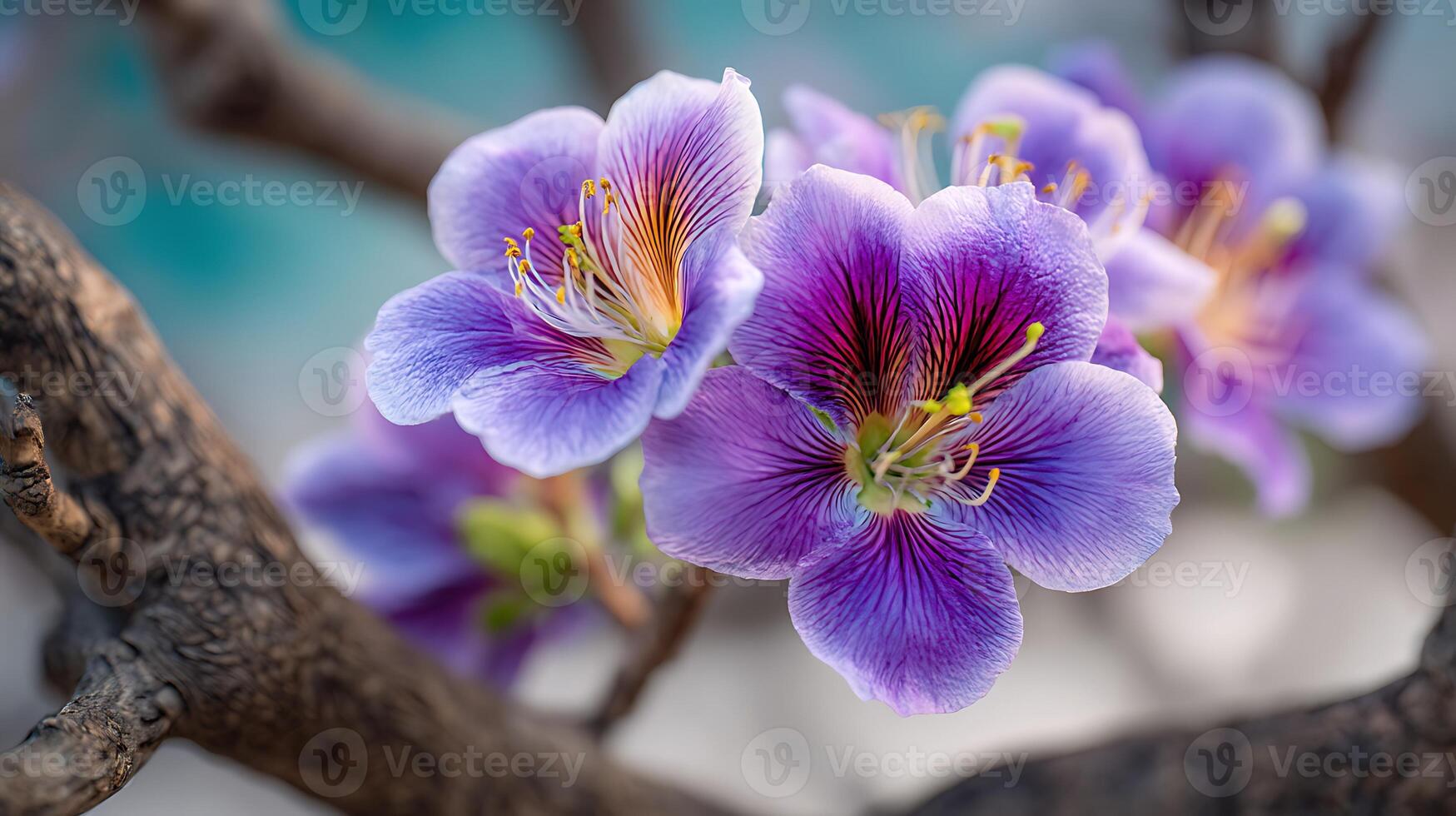 Detailed Bloom in Nature on Tree Branch with Gentle Bokeh photo
