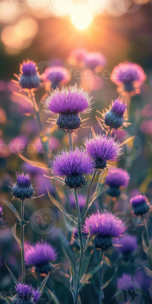 Vibrant purple flowers bloom in a sunlit meadow during early evening in late spring photo