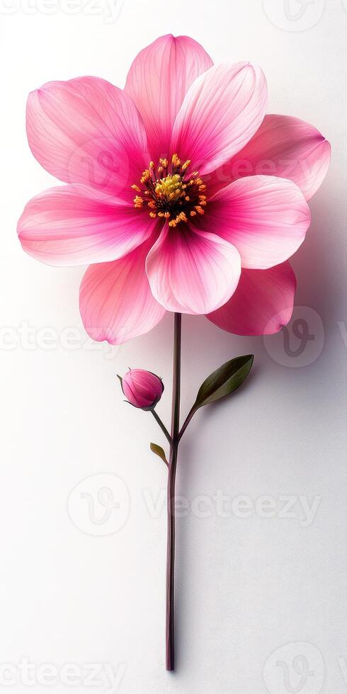 Delicate pink flower with vibrant petals and a budding companion on a neutral background photo