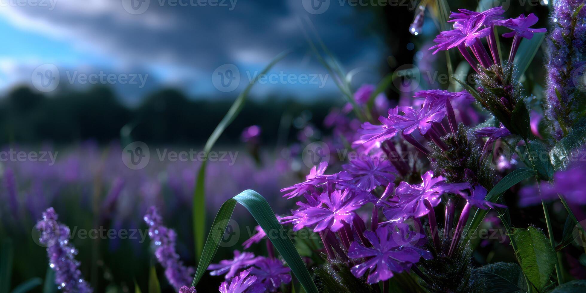 Vibrant purple flowers blooming in a lush field under an overcast sky during early morning hours in nature photo