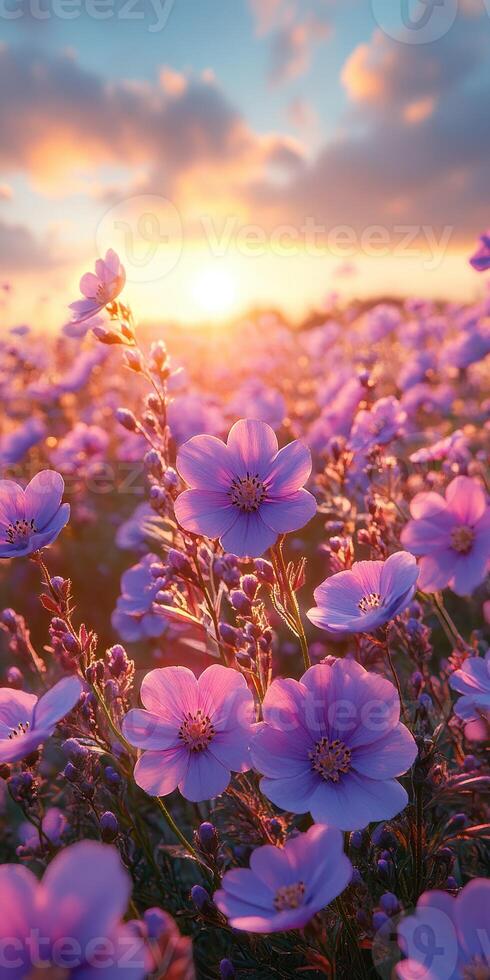 Blooming flowers in a vibrant field during sunset with colorful clouds illuminating the sky photo