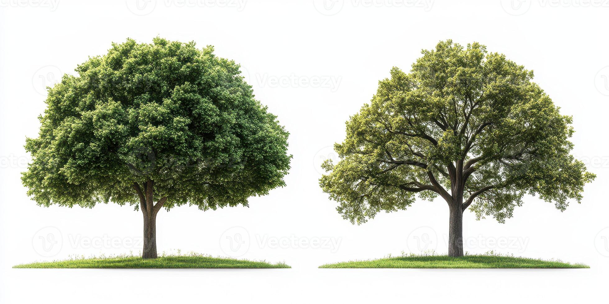 Two distinct trees showcasing lush greenery and a more barren state in a serene natural setting at mid-day photo