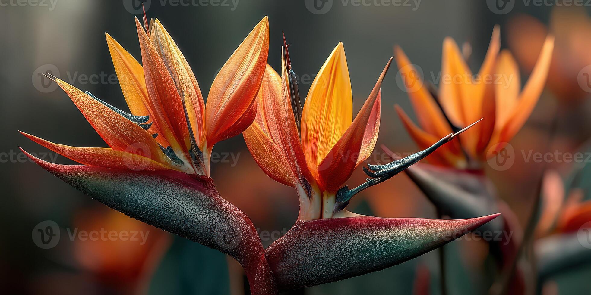 Beautiful bird of paradise flowers showcasing vibrant orange and green hues in a lush garden setting during golden hour photo