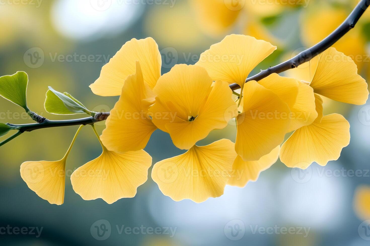 Yellow ginkgo biloba leaves hanging from branch in autumn photo