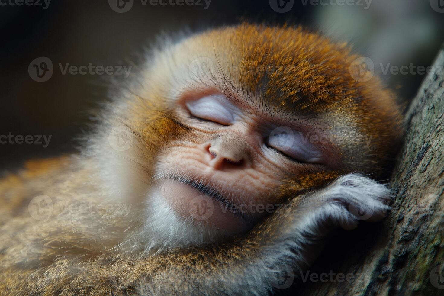 Cute baby monkey sleeping peacefully on a tree branch photo