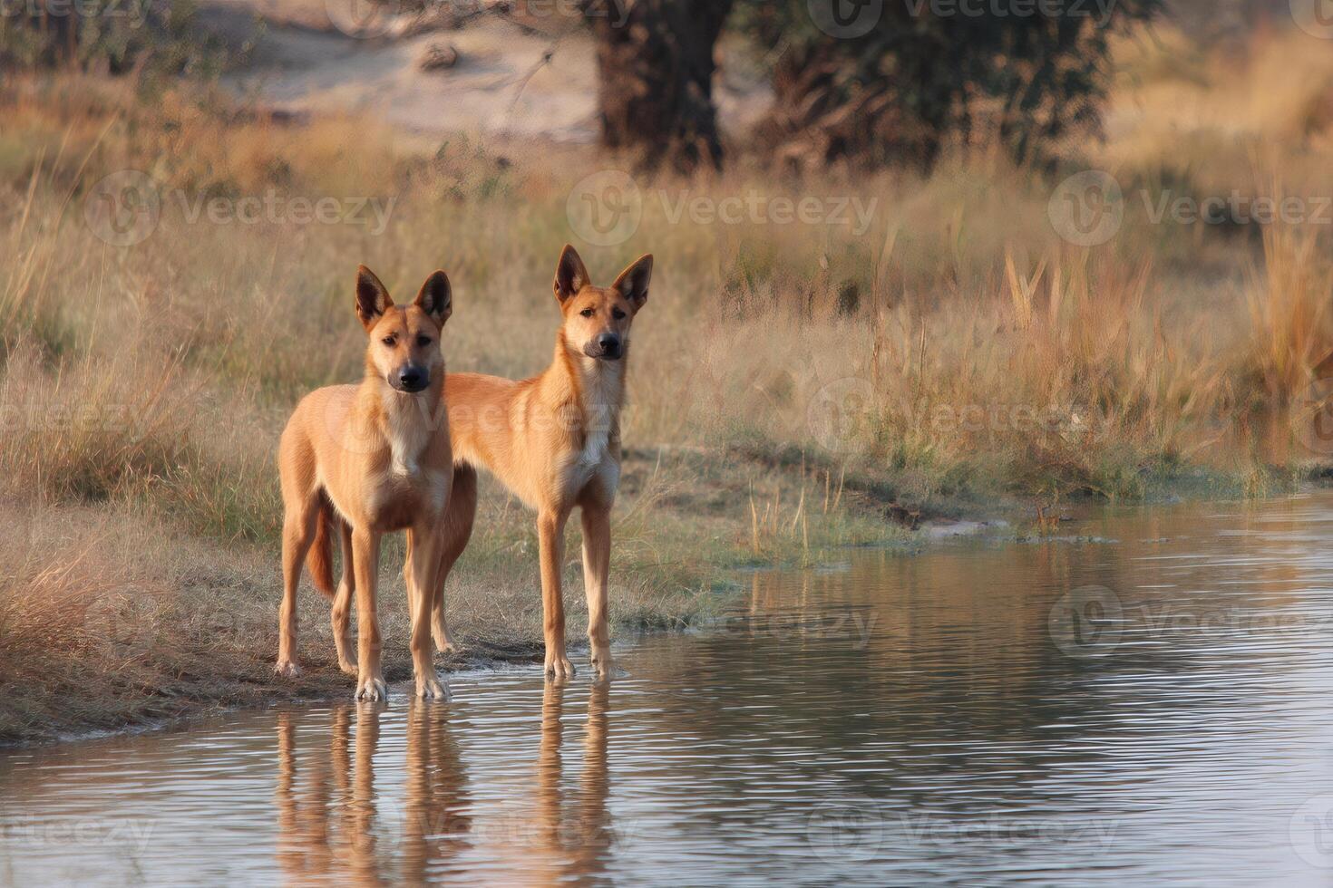 Two dholes standing by the water in a natural setting photo