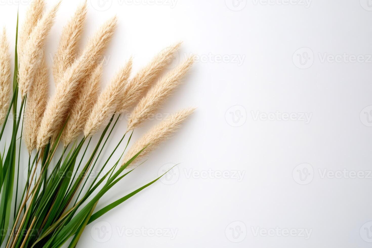 Pampas grass bouquet lying on white background with copy space photo