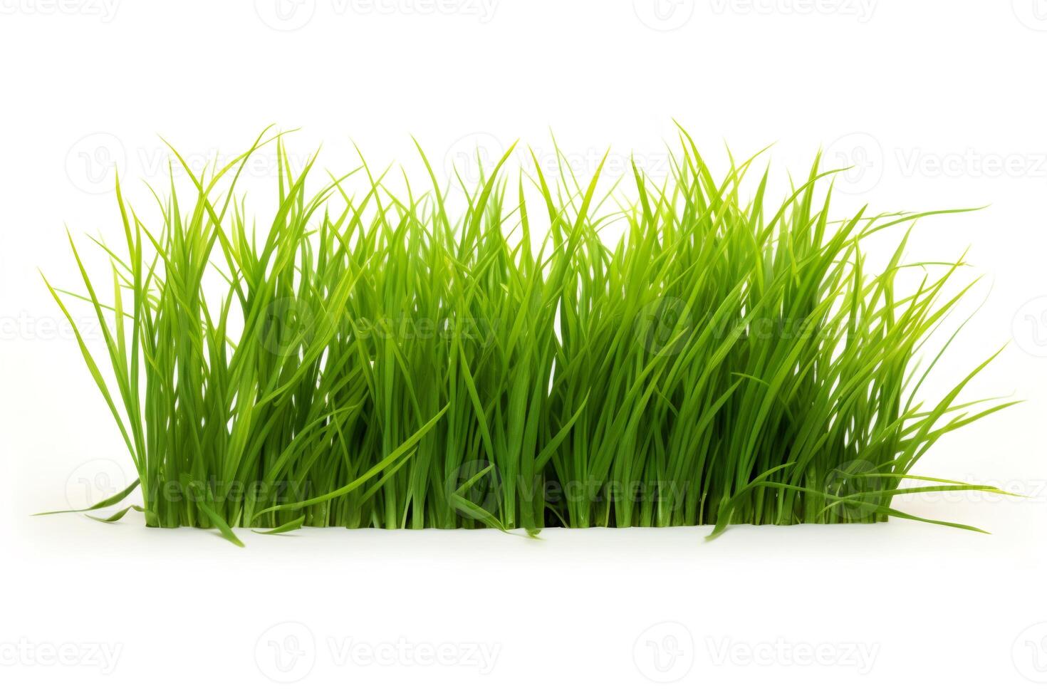 Green grass growing isolated on white background represents nature and growth photo