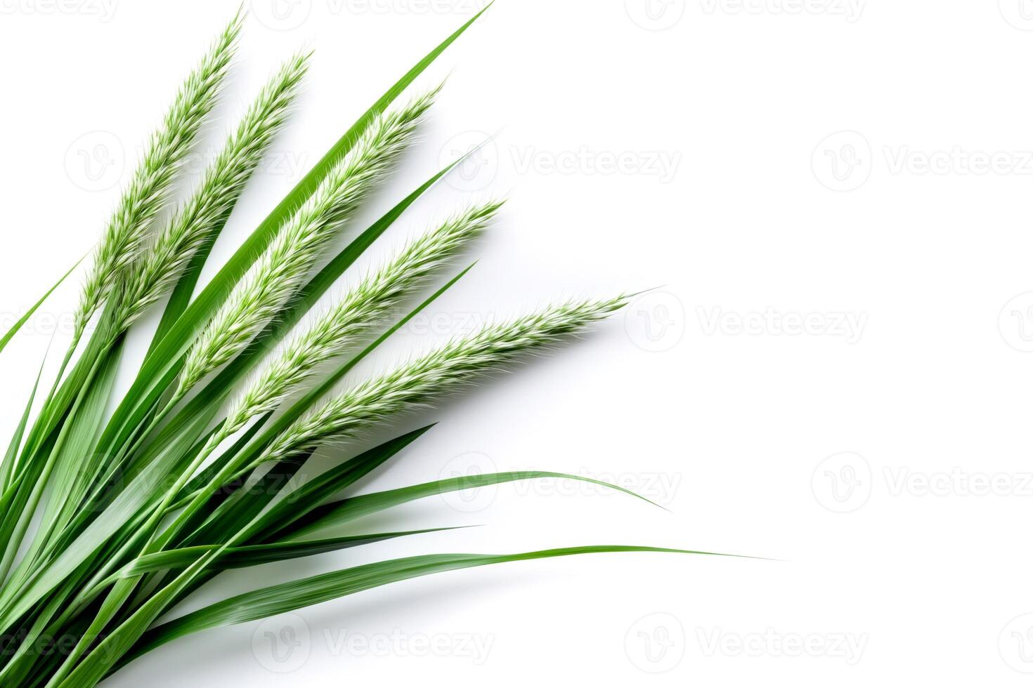 Green grass blades and seed heads lying on white background photo