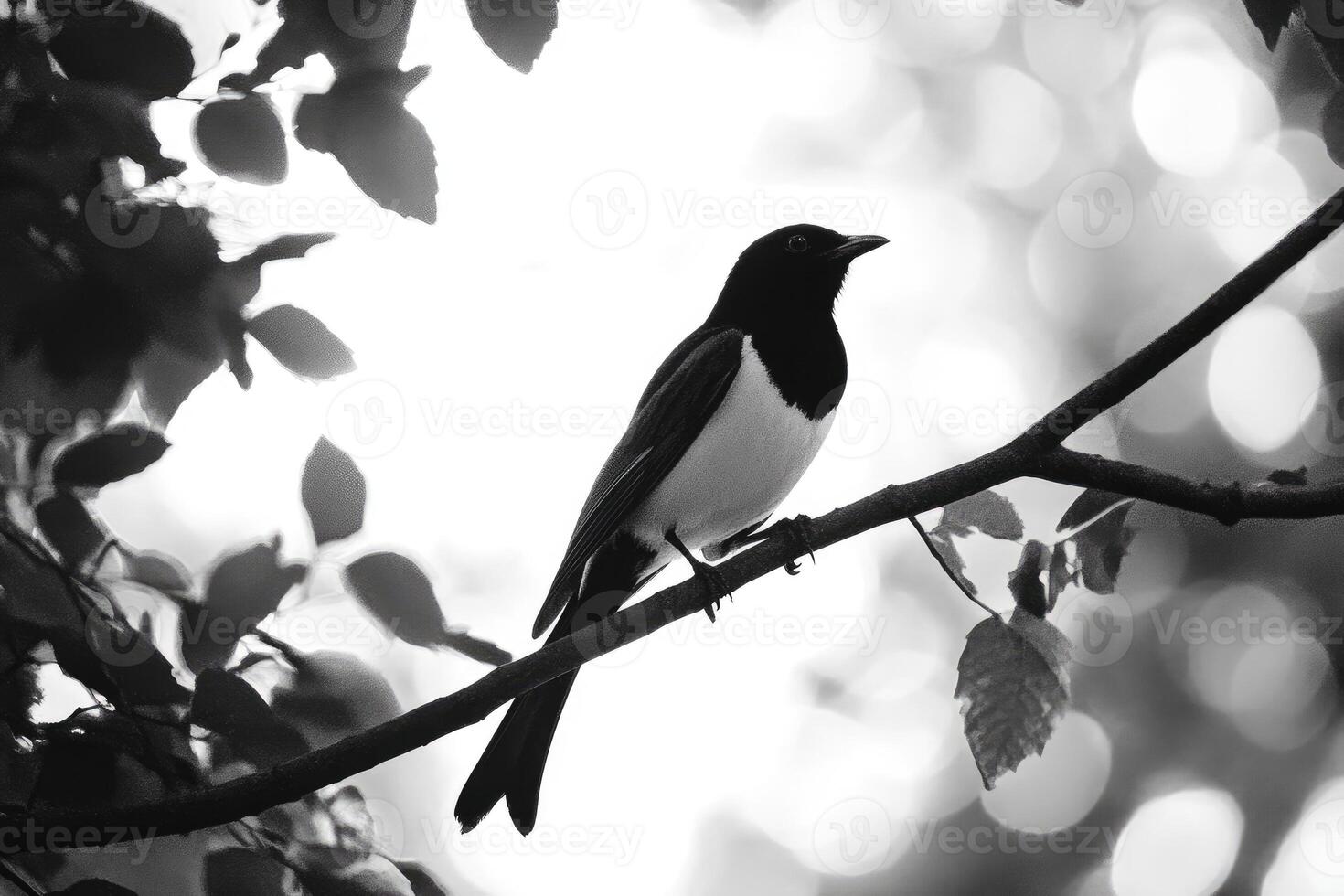 Oriental magpie robin perching on branch in black and white photo