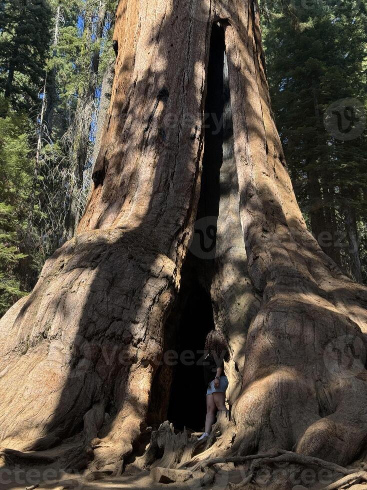 Girl in shorts standing at the roots of a sequoia tree showing the real size of the tree, vertical photo