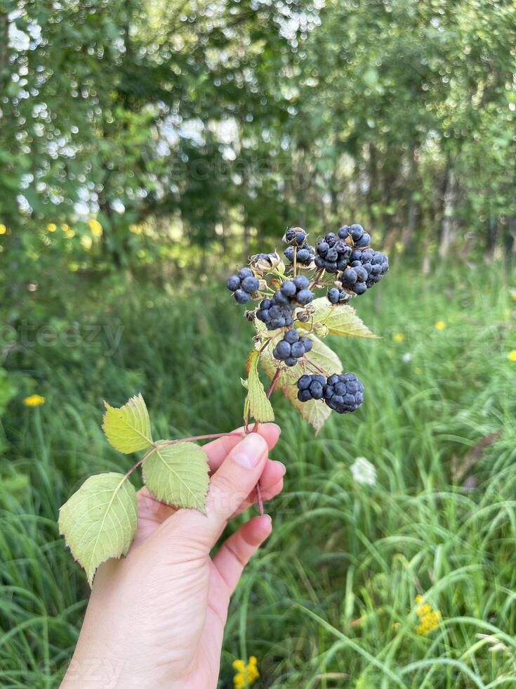 A branch of wild blackberry in a woman's hand against the forest and grass photo