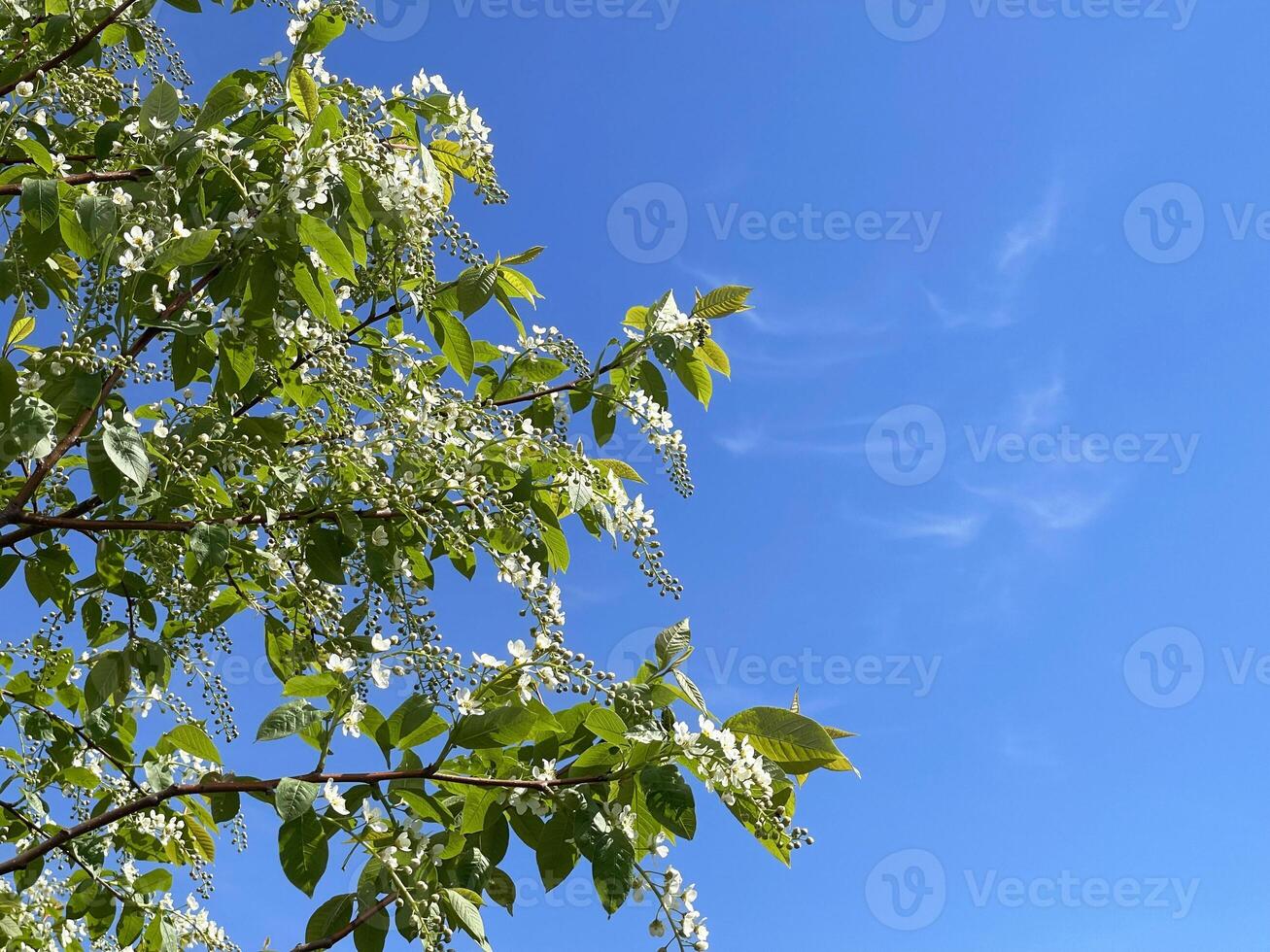Flowering tree on blue sky in spring day photo