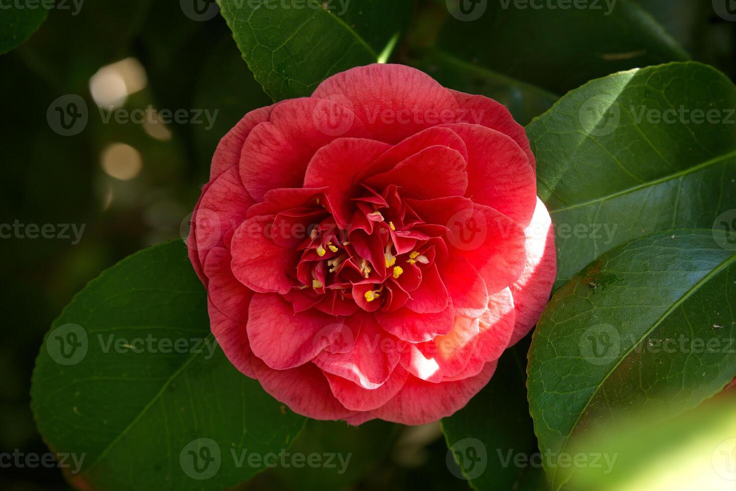 Camellia flower closeup photo