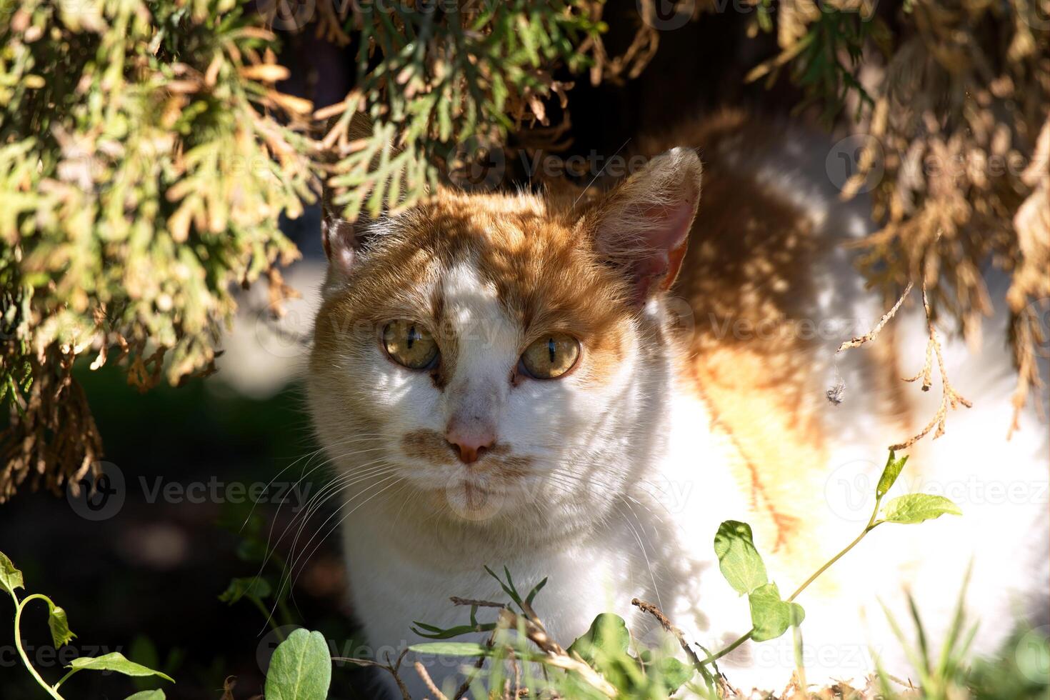 Hiding kitty below the tree photo