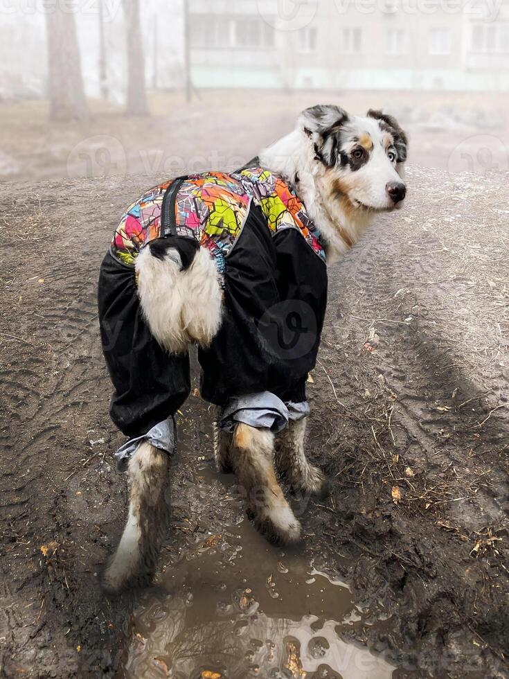 Rain and mud outside, the dog got its paws dirty. Paws in the mud, the dog walks in a raincoat. Vertical photo
