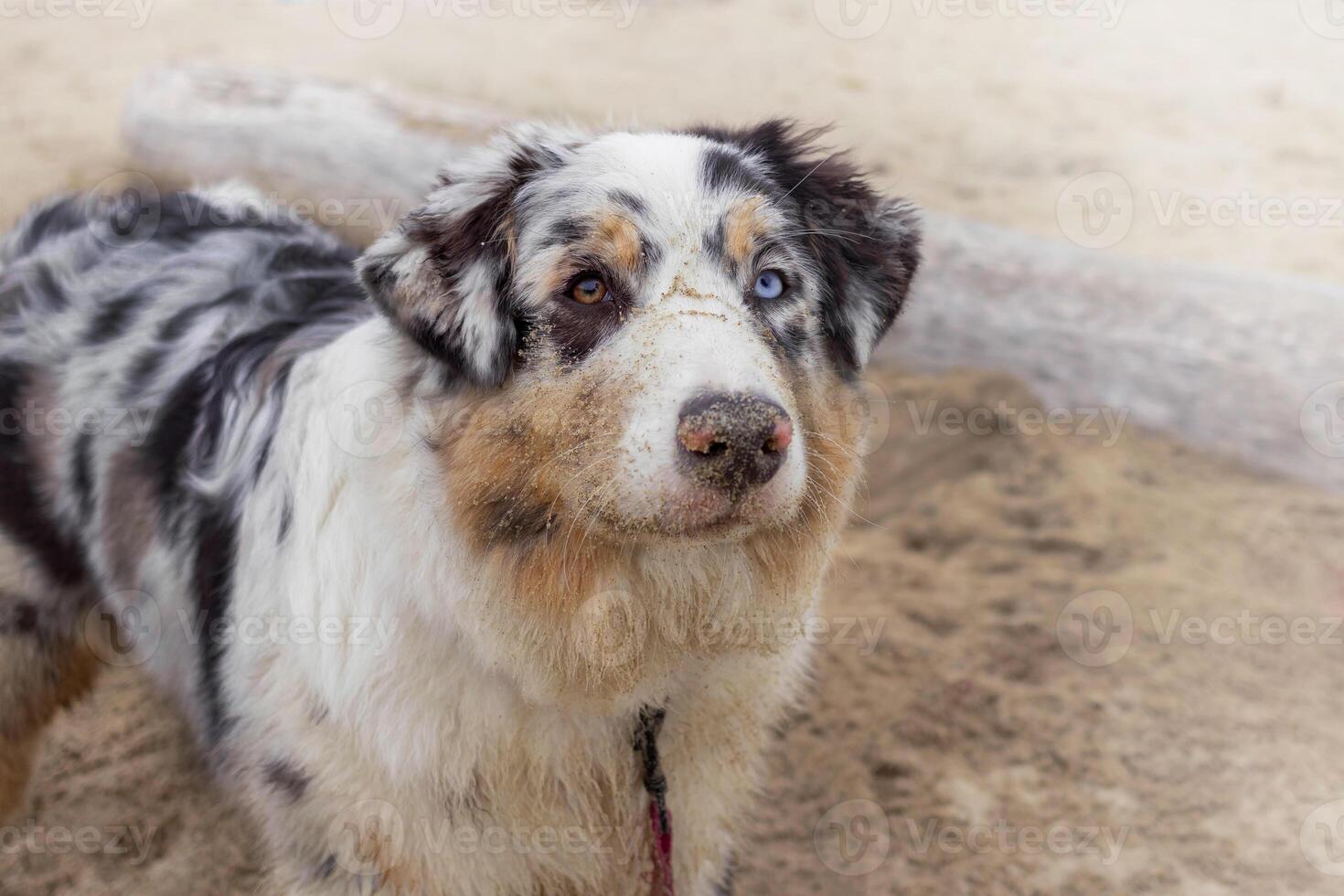 Aussie Australian Shepherd dog in blue marble color and different eye color. Dog stands on beach, nose in sand. Copy space place photo