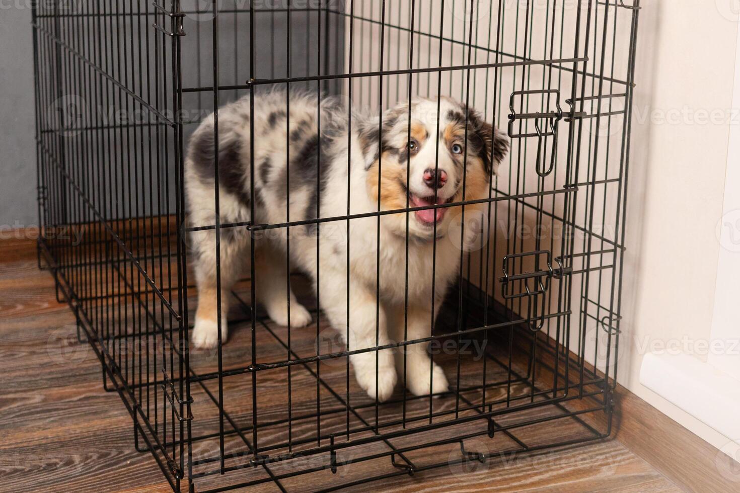 Cute Puppy of Aussie Australian Shepherd puppy in blue marble color sits in a black cage. Punished, training photo