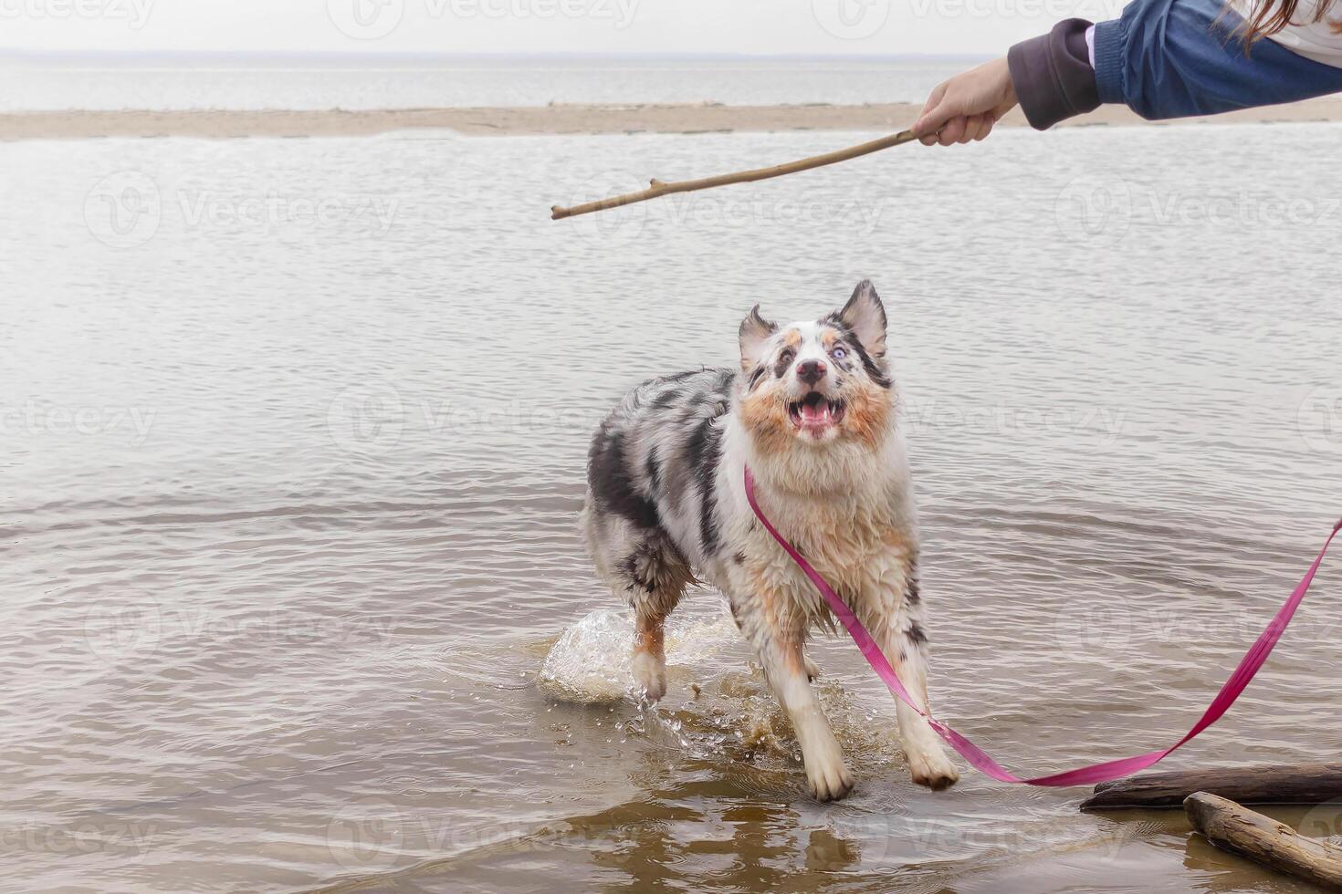 Aussie Australian Shepherd dog in blue marble color and different eye color jumps after stick out of water, copy space photo