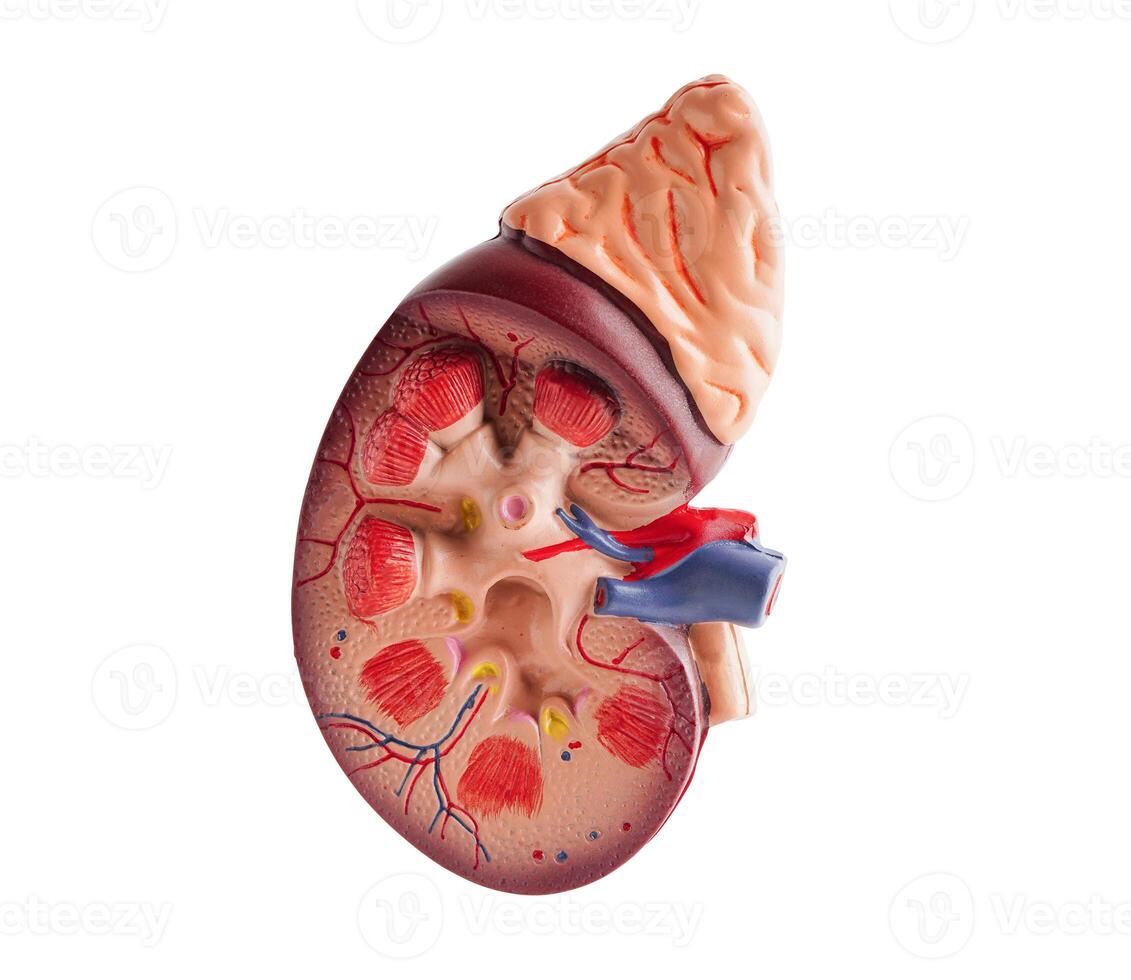 Kidney model isolated on white background with clipping path. photo