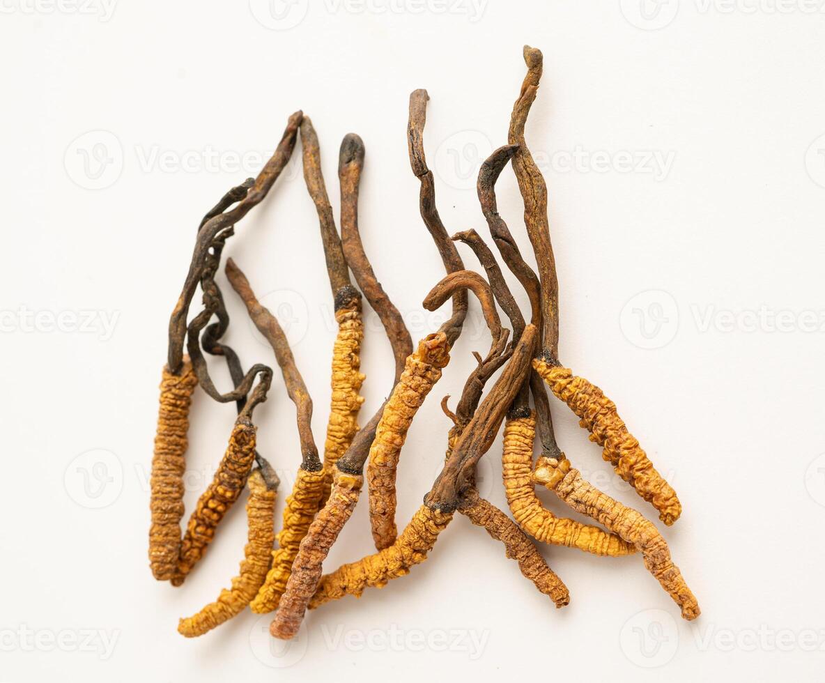 Cordyceps sinensis or Ophiocordyceps sinensis isolated on white photo