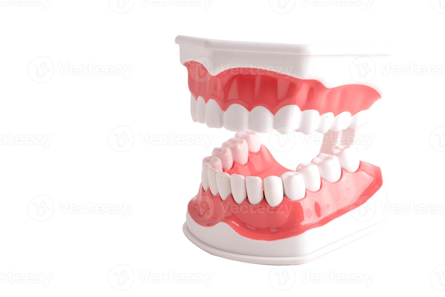 Dental teeth model isolated on white background with clipping path for learn about dentistry. photo
