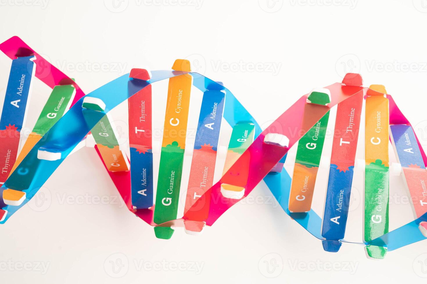 DNA molecule spiral structure model isolated on photo