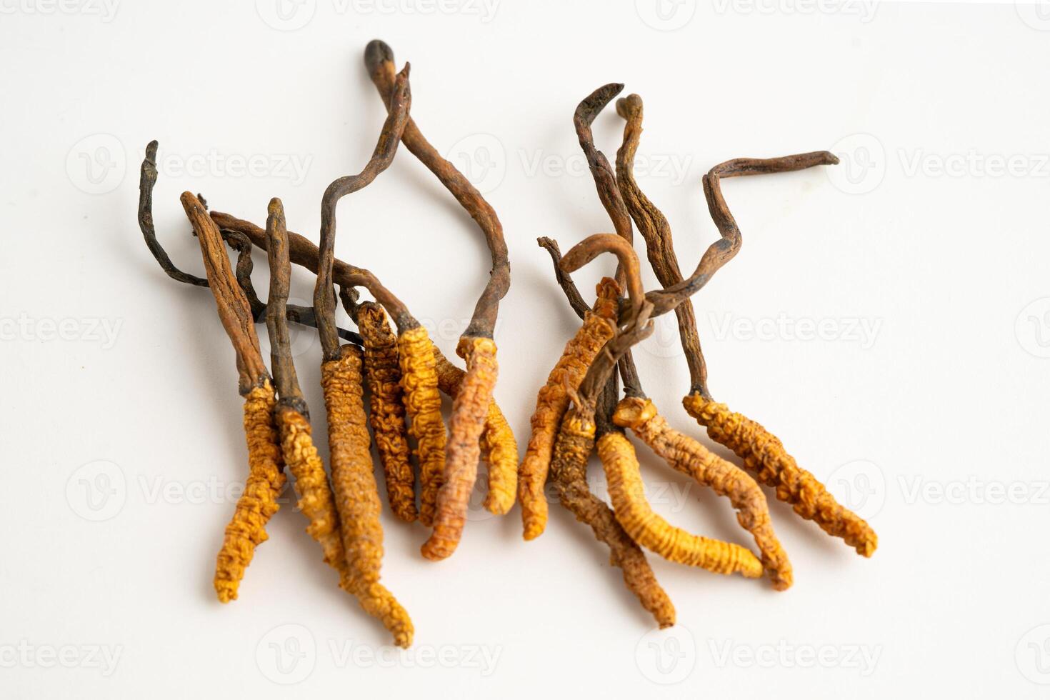 Cordyceps sinensis or Ophiocordyceps sinensis isolated on white background mushroom herb photo