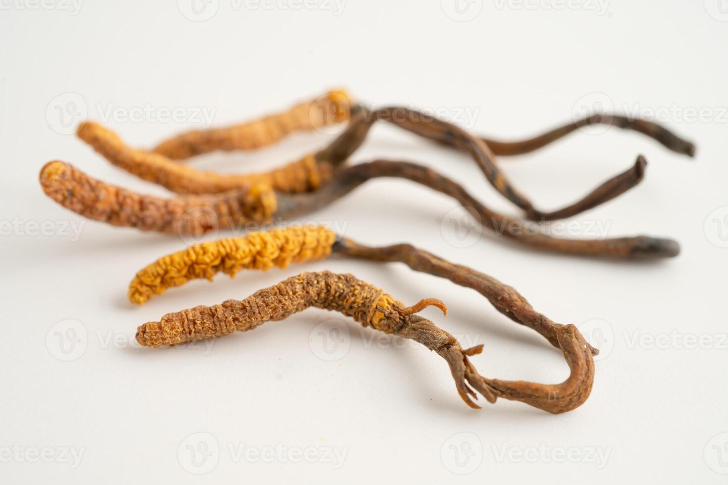 Cordyceps sinensis Ophiocordyceps sinensis photo