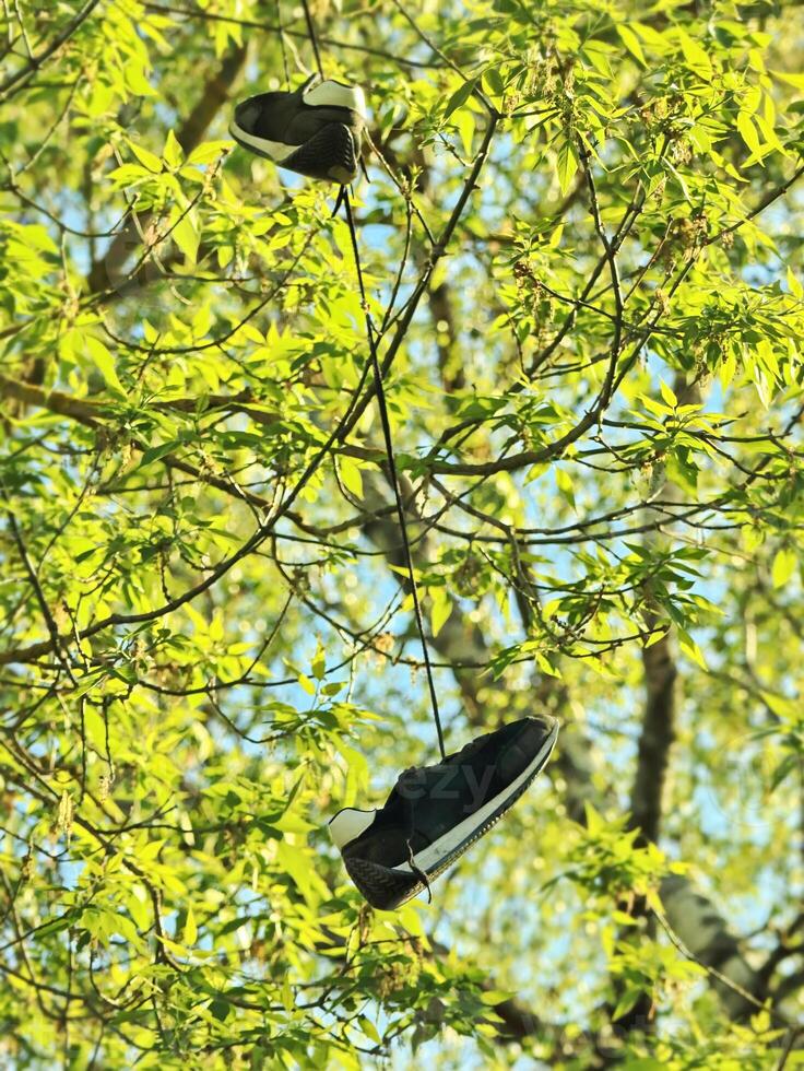 sneakers hanging on tree branch in spring sunshine surrounded by fresh green leaves on blue sky photo