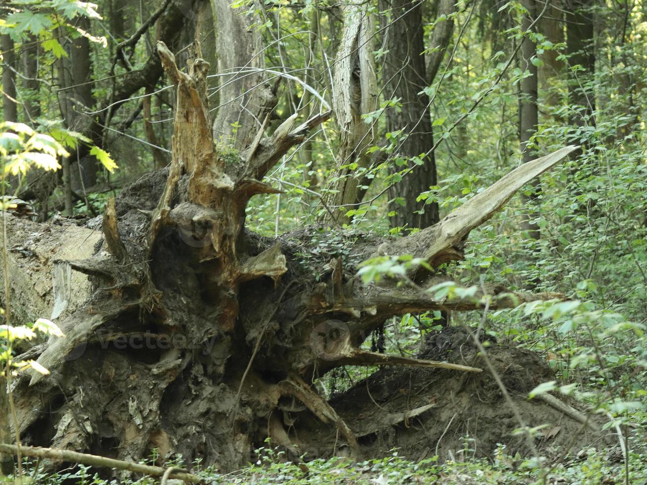 Artistic Tangle of Fallen Tree Roots Weaving Through the Forest Floor Like a Natural Sculpture photo