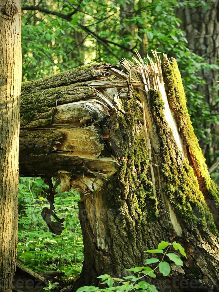 Broken Tree Forming a Corner, Hidden Behind Forest Trees - Nature's Quiet Resilience in the Wild photo