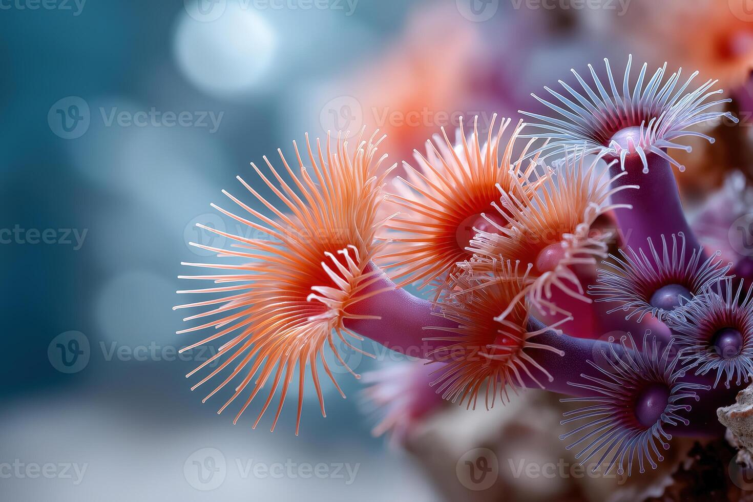 Vibrant Orange And Purple Sea Anemones Close Up photo