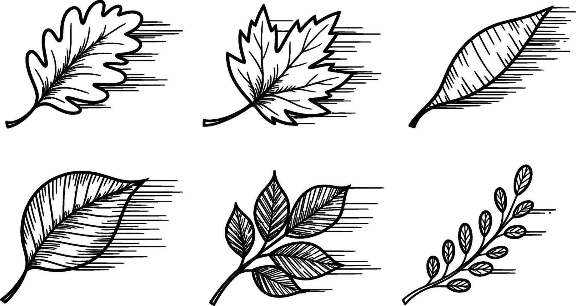 Botanical illustration set different leaf types outline style natural elements black and white vector