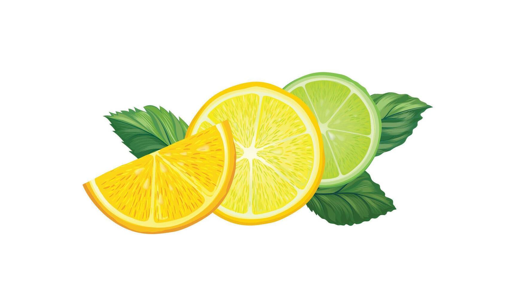 Fresh citrus fruits with leaves. Orange, lemon, lime sliced pieces. Realistic drawn citrus food isolated for juice drink. vector
