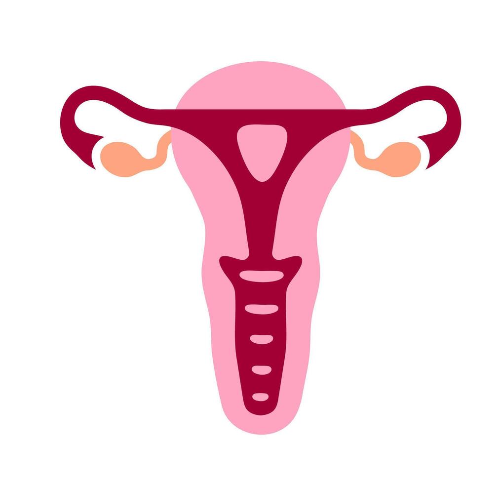 Female reproductive system stylized. A stylized graphic of the human uterus with attached ovaries in pink and red, representing women's health and fertility. vector