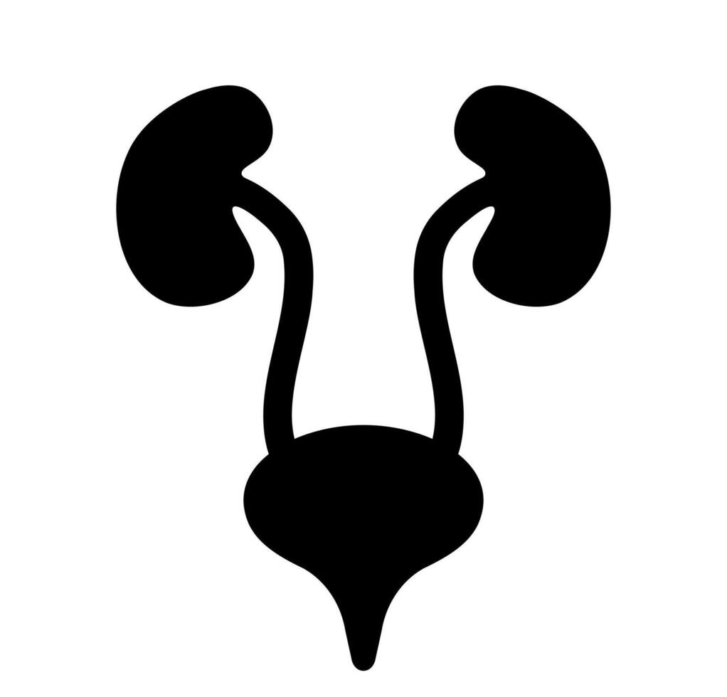 Urinary system organs graphic. A stylized graphic of kidneys and a bladder in black outline, representing renal health and anatomical structures. vector