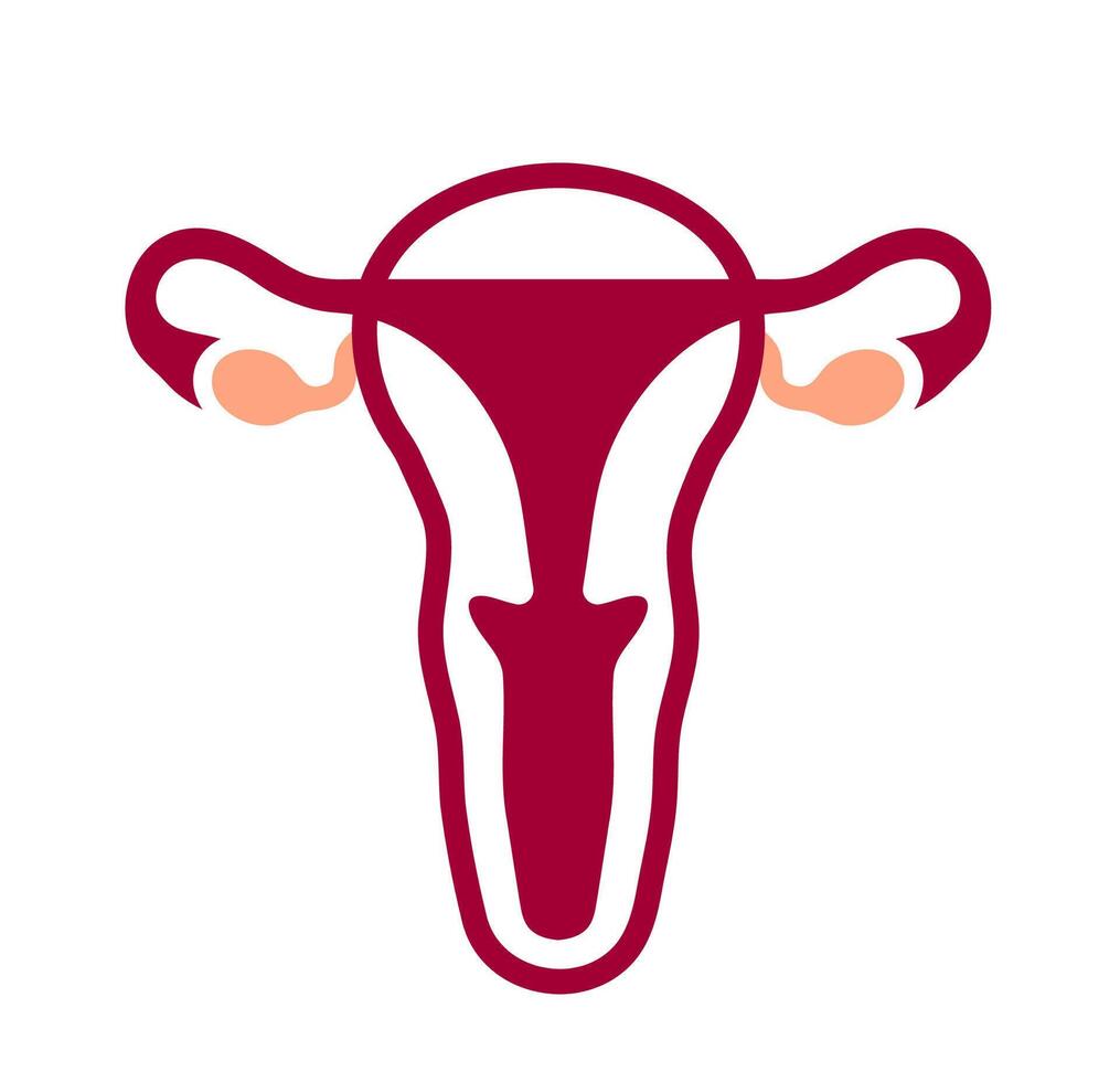 Female anatomy uterus and ovaries. A stylized graphic of the human uterus with attached ovaries in pink and red, representing reproductive health. vector