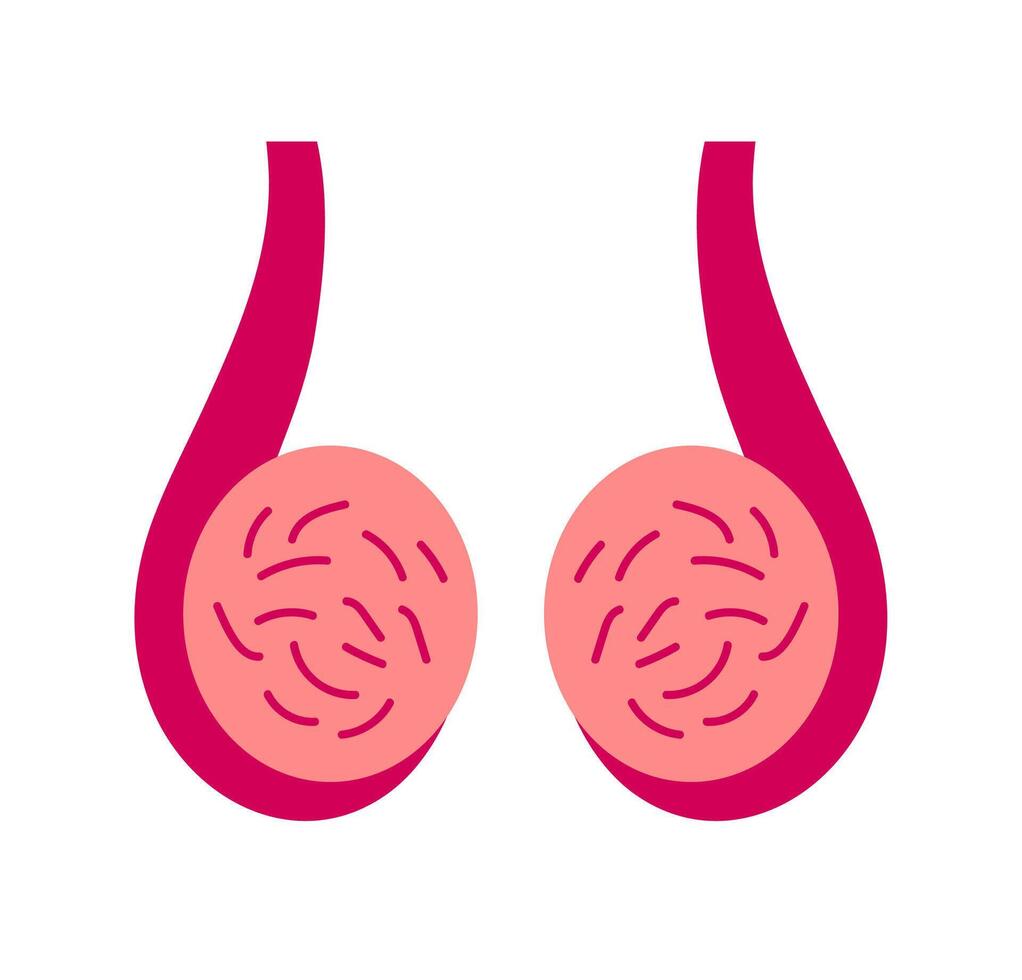 Male reproductive system testicles. A stylized graphic of testicles in pink and red, representing male anatomy and reproductive health. vector