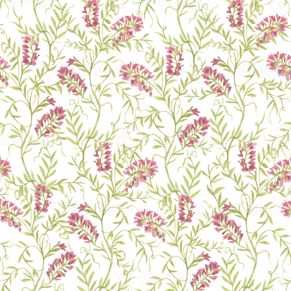 Watercolor images of climbing Meadow grasses in the form of a Seamless Pattern. Hand-drawn blooming wild mouse peas, weeds. Background of botanical plants. For wallpaper, clothes, fabrics. png