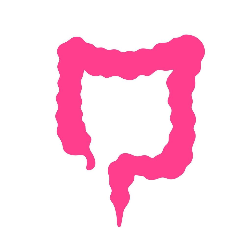 Human large intestine anatomy. A simplified pink graphic of the large intestine, representing digestive health and internal organs. vector