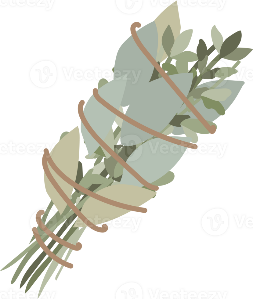 Sage Smudge Stick Illustration png