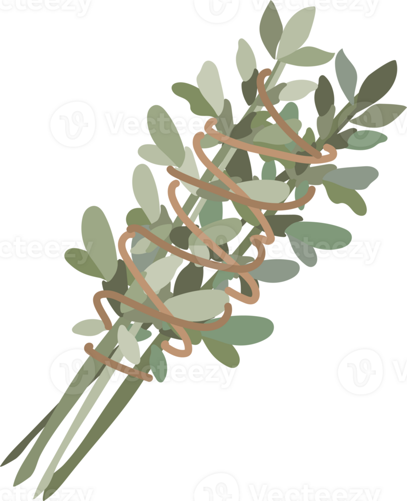 Sage Herb Bundle Illustration png
