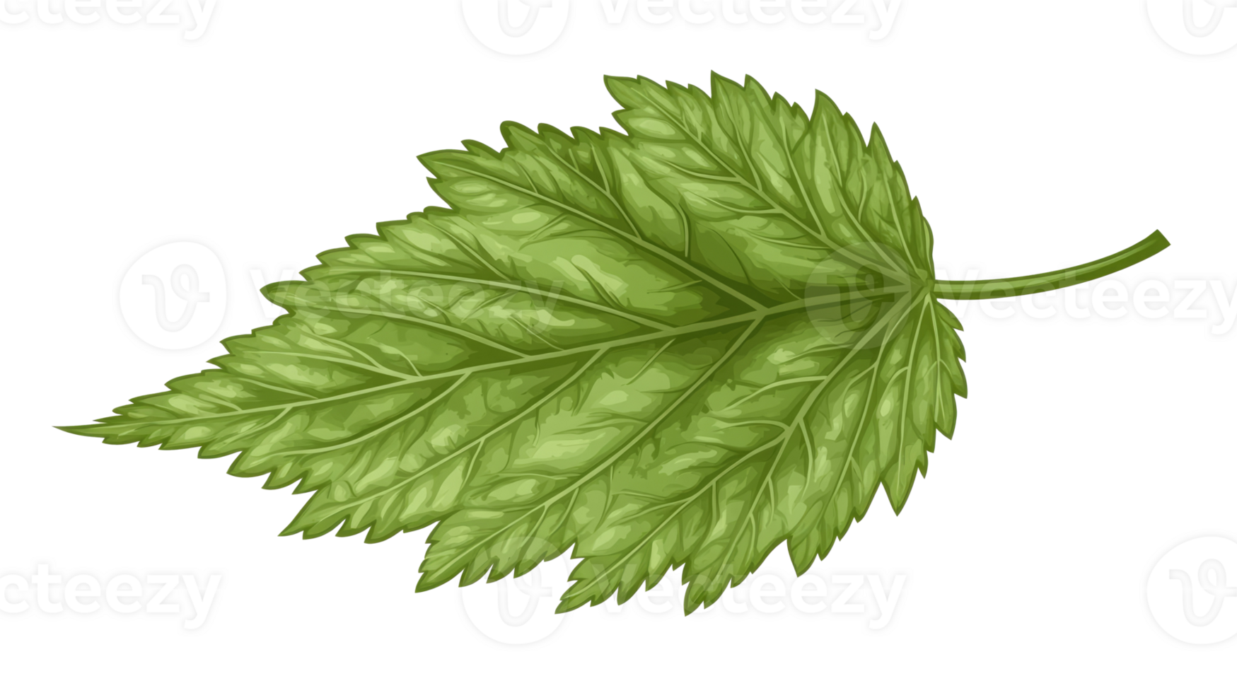 Detailed illustration of a green leaf showcasing its intricate texture and shape png