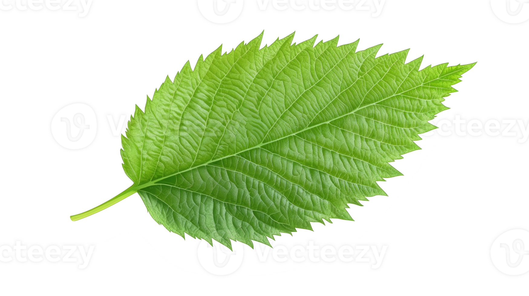 Bright green leaf with pronounced veins and serrated edges in natural condition png