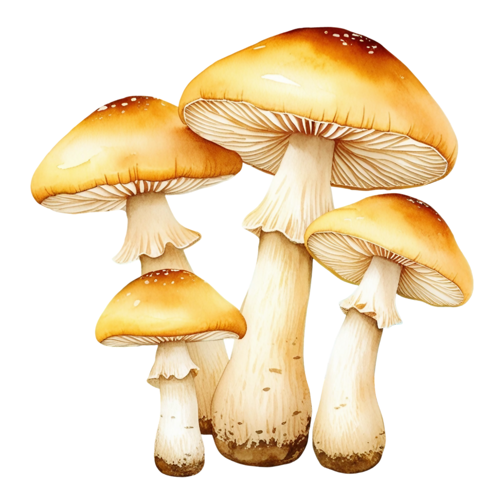 Watercolor Honey Mushrooms Clipart Autumn Forest png